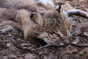 Lifesize Bobcat - Taxidermy Quality