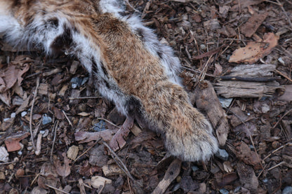 Lifesize Bobcat - Taxidermy Quality