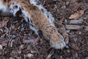 Lifesize Bobcat - Taxidermy Quality