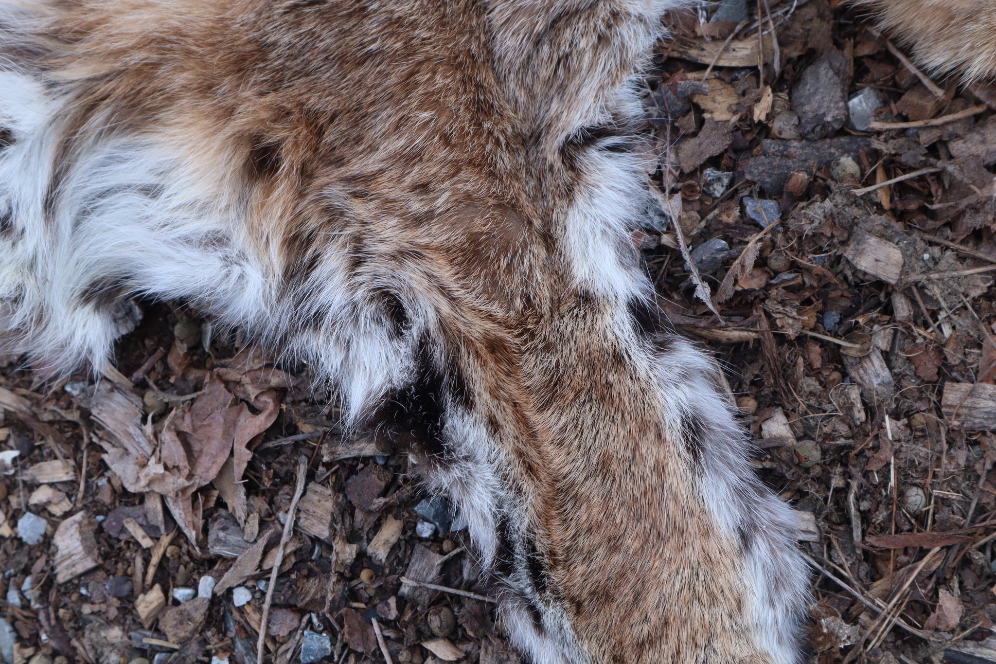 Lifesize Bobcat - Taxidermy Quality