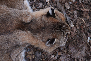 Lifesize Bobcat - Taxidermy Quality