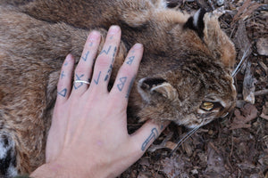 Lifesize Bobcat - Taxidermy Quality