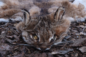 Lifesize Bobcat - Taxidermy Quality