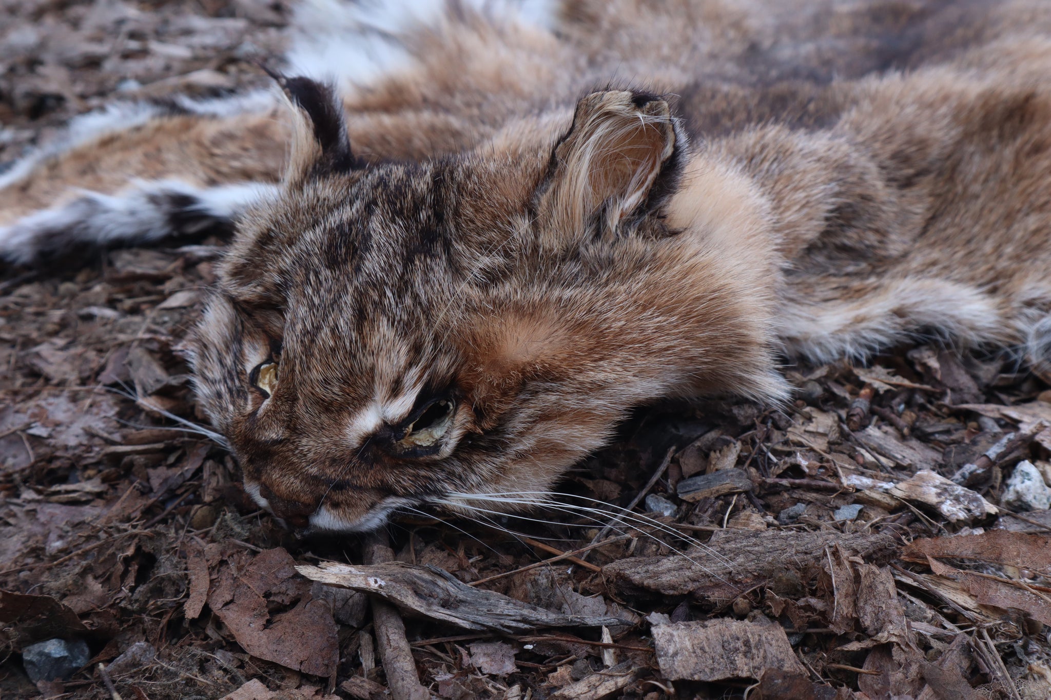 Lifesize Bobcat - Taxidermy Quality