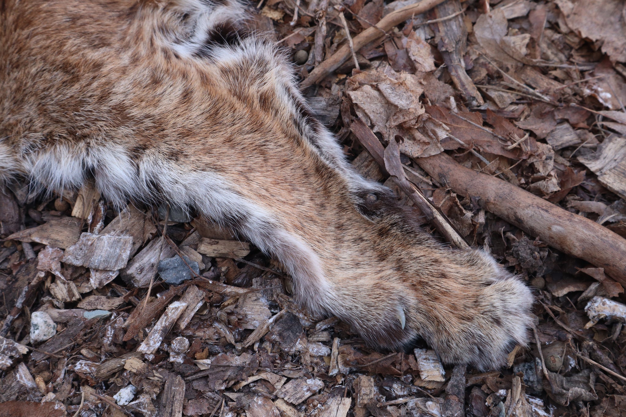 Lifesize Bobcat - Taxidermy Quality