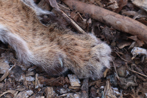 Lifesize Bobcat - Taxidermy Quality