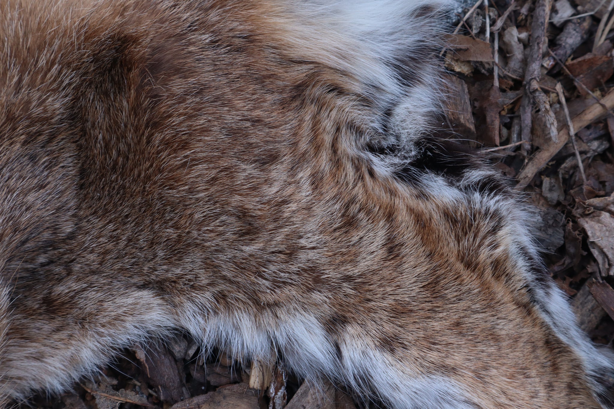 Lifesize Bobcat - Taxidermy Quality