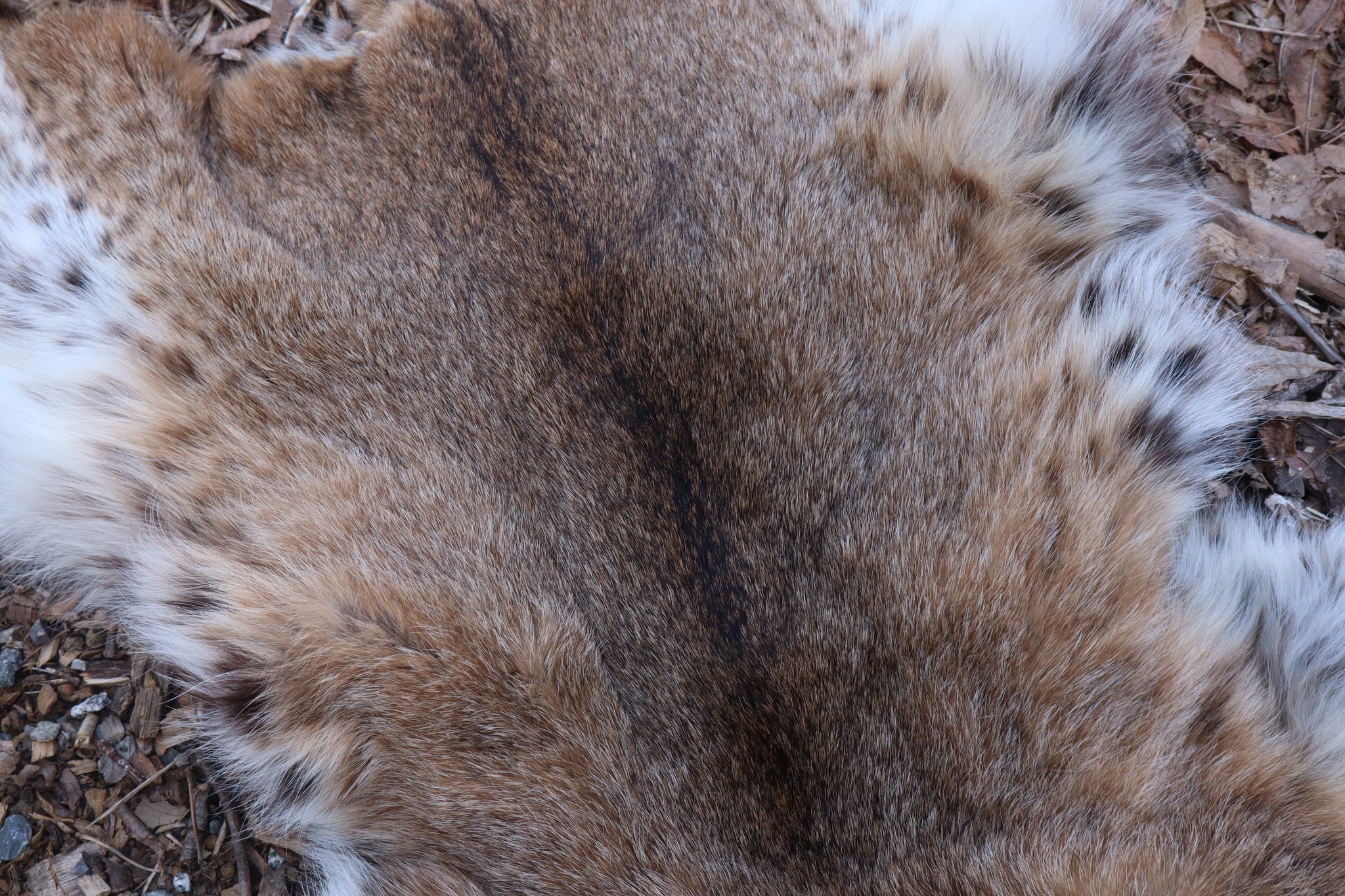 Lifesize Bobcat - Taxidermy Quality