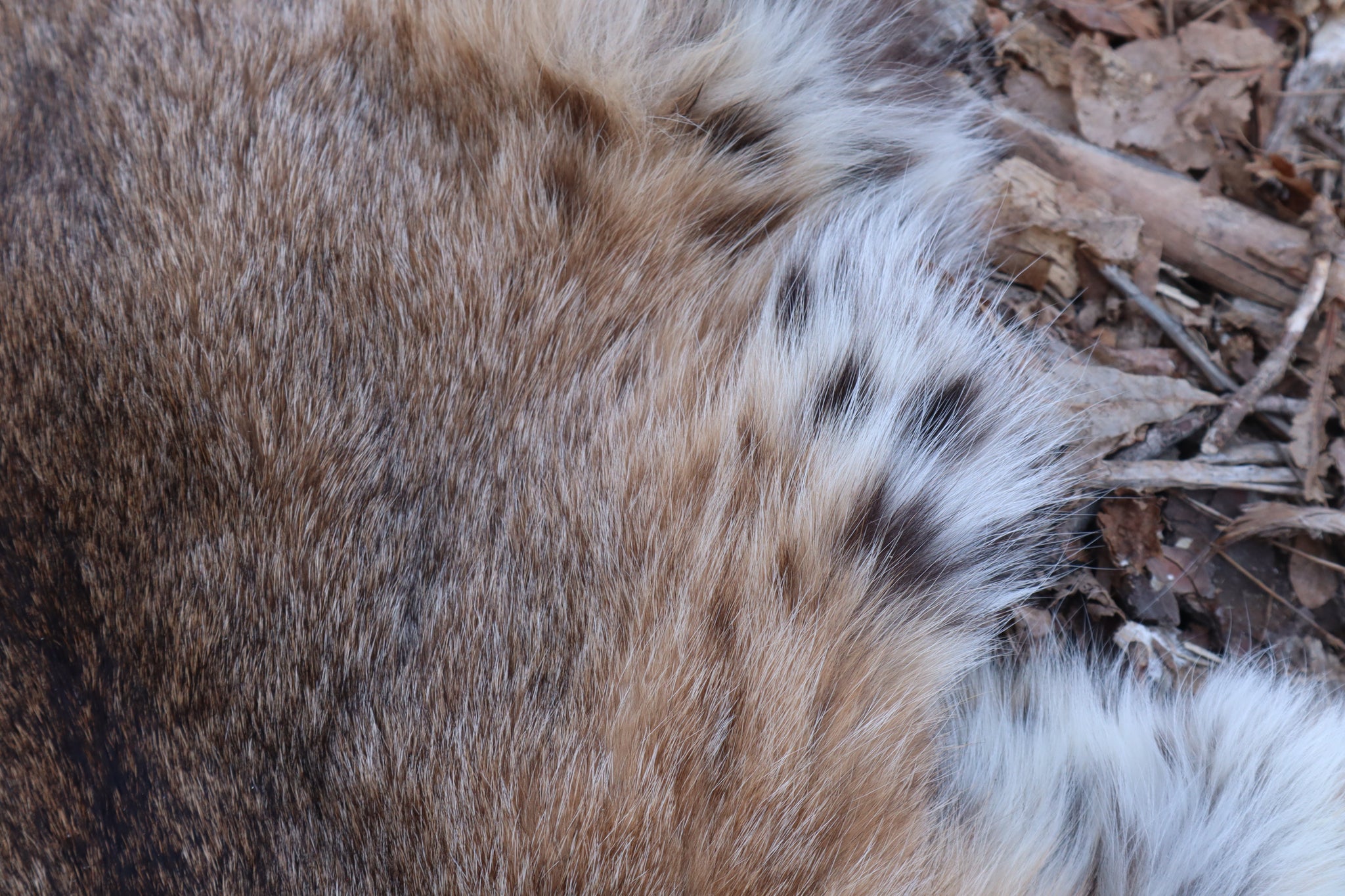 Lifesize Bobcat - Taxidermy Quality