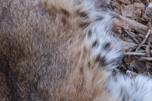 Lifesize Bobcat - Taxidermy Quality