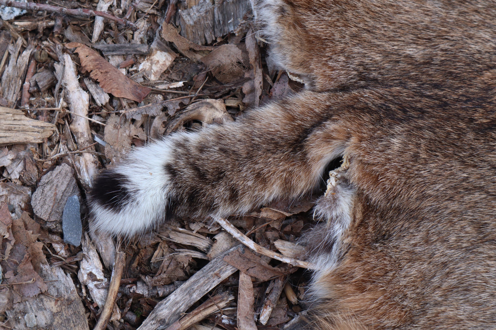 Lifesize Bobcat - Taxidermy Quality