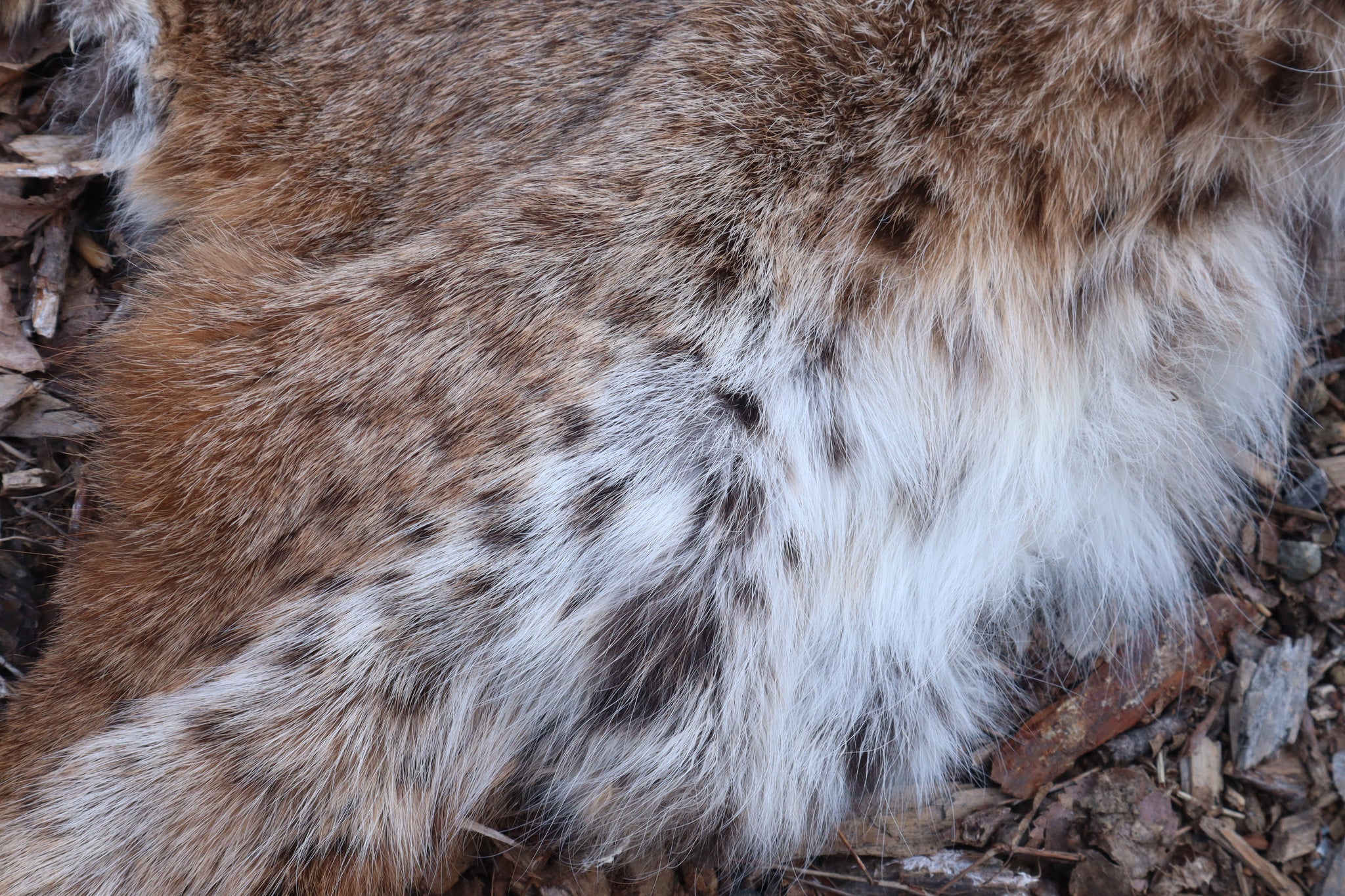 Lifesize Bobcat - Taxidermy Quality