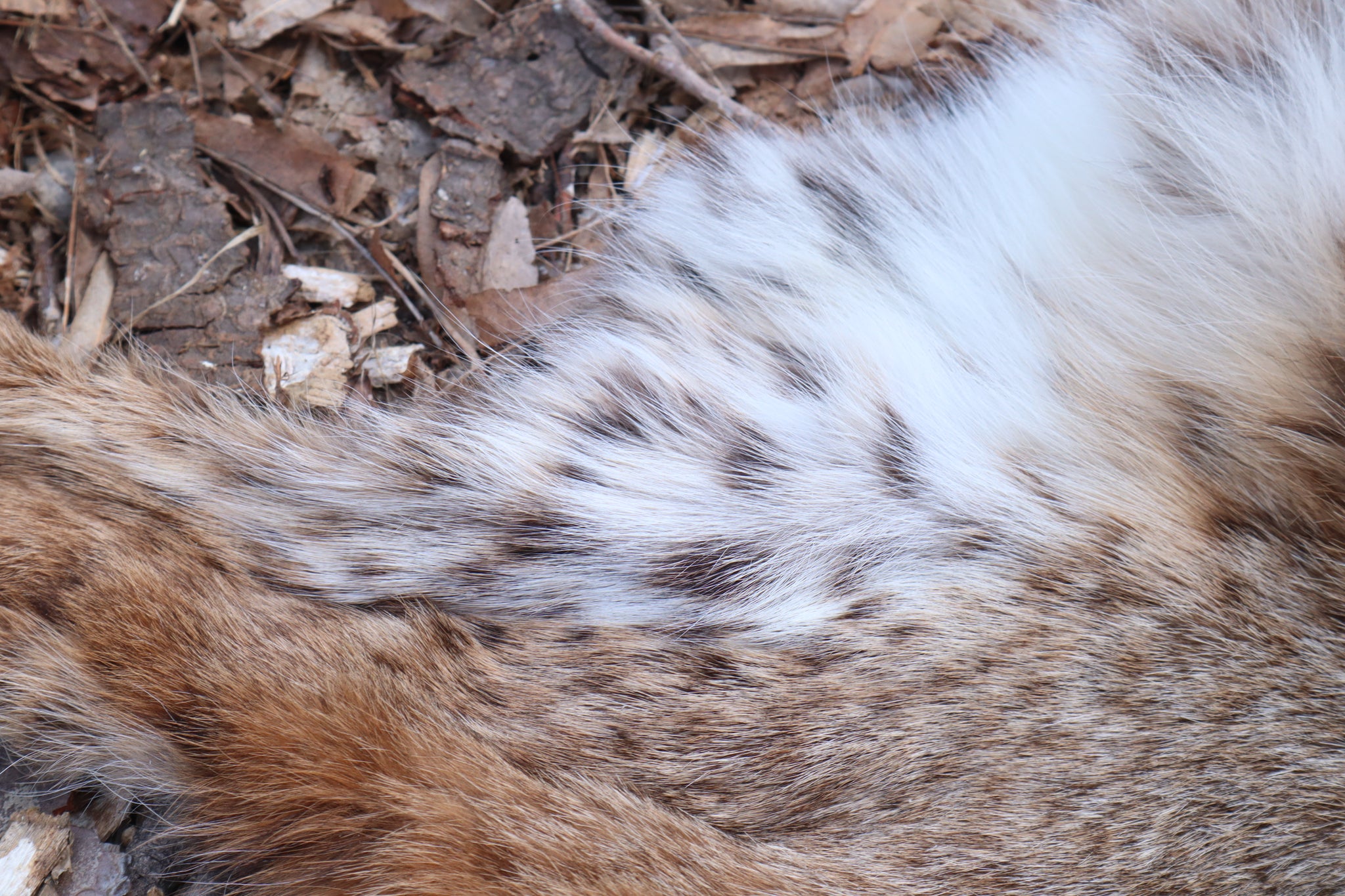 Lifesize Bobcat - Taxidermy Quality