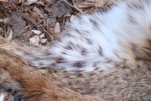 Lifesize Bobcat - Taxidermy Quality