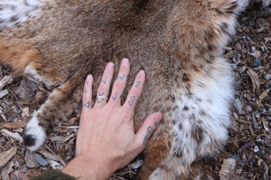 Lifesize Bobcat - Taxidermy Quality