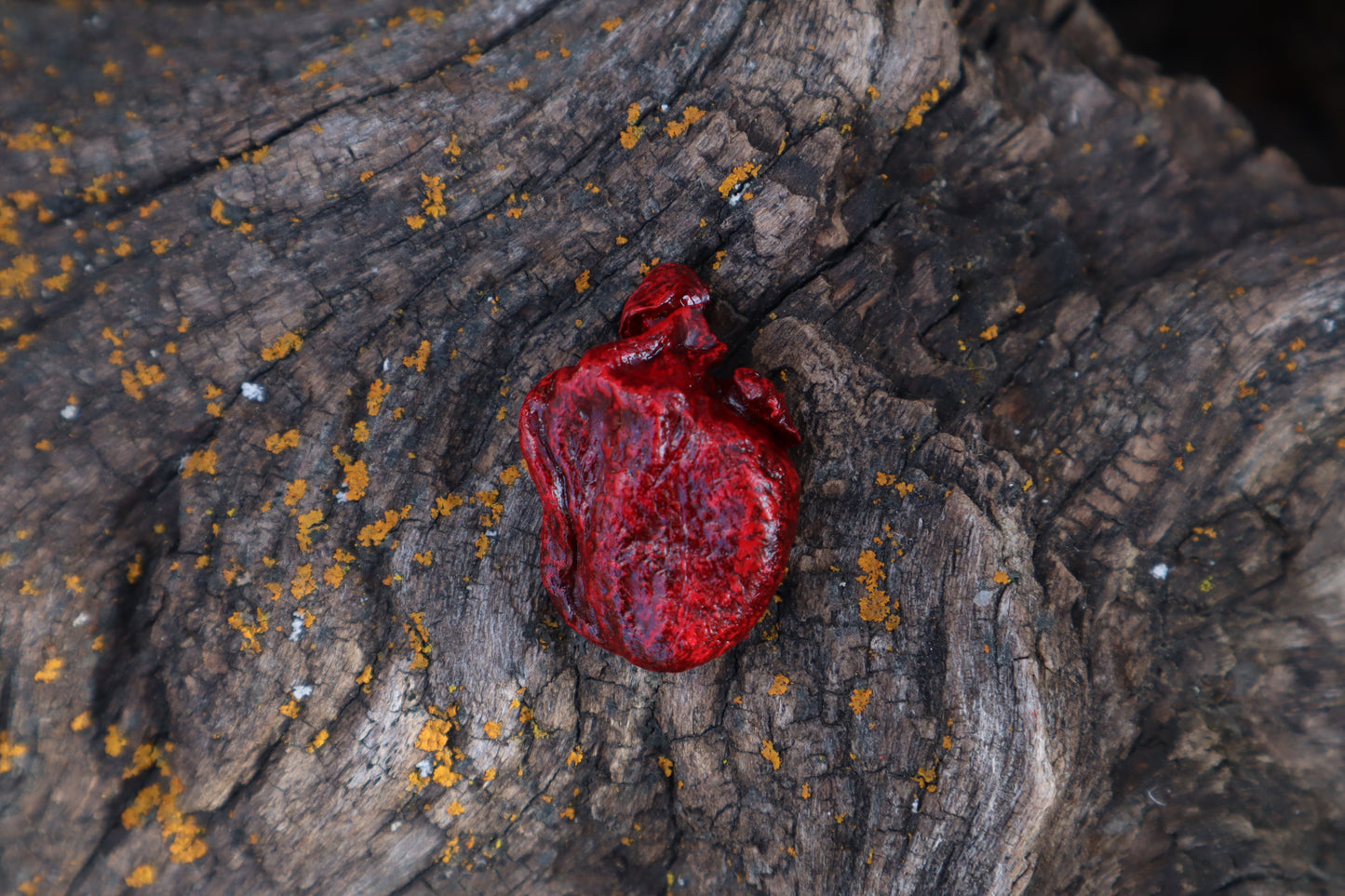 Dry Preserved Kitten Heart