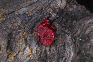 Dry Preserved Kitten Heart