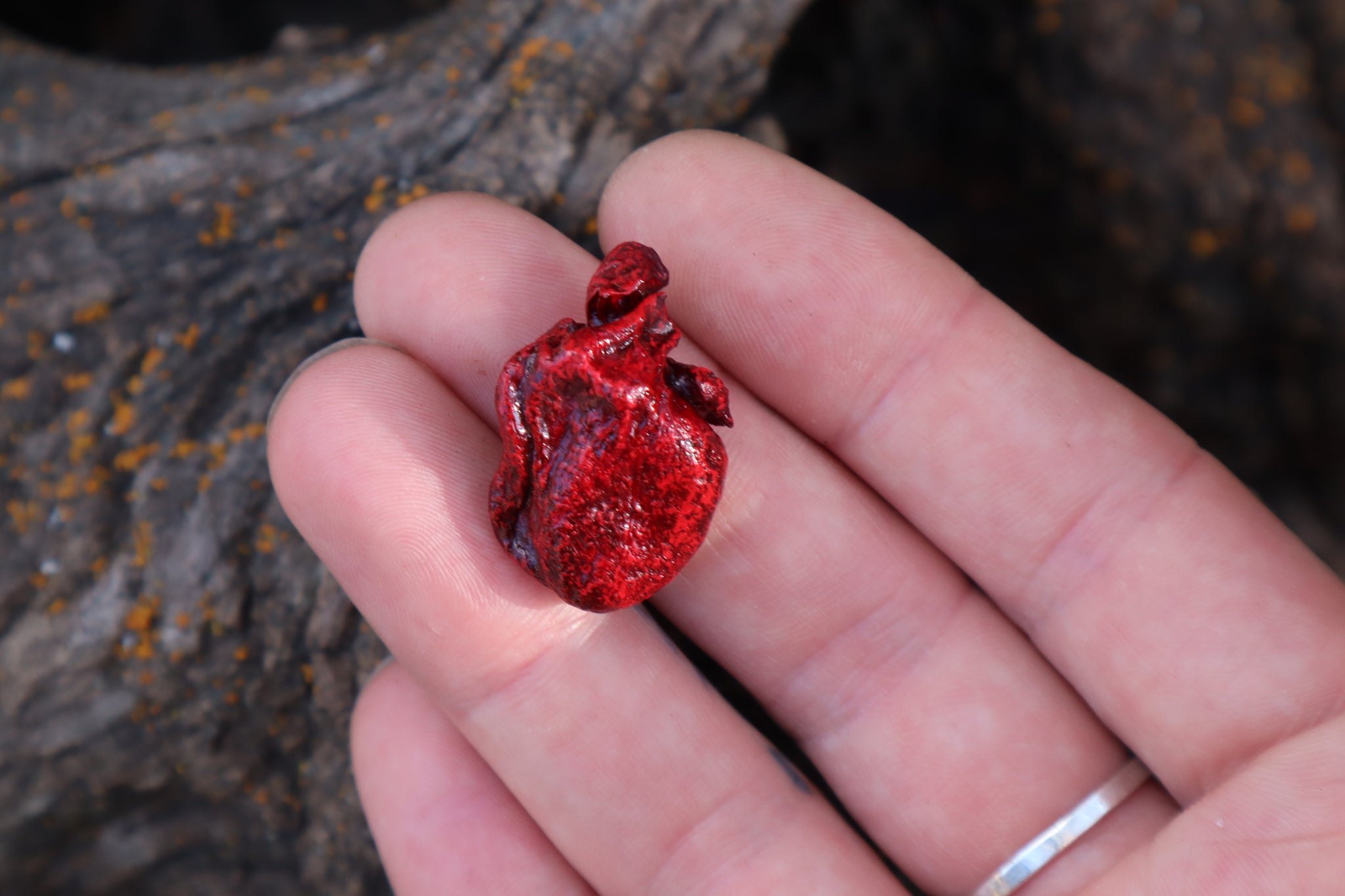 Dry Preserved Kitten Heart