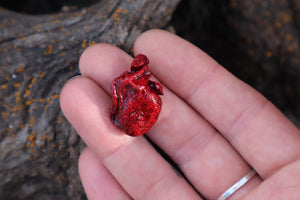 Dry Preserved Kitten Heart