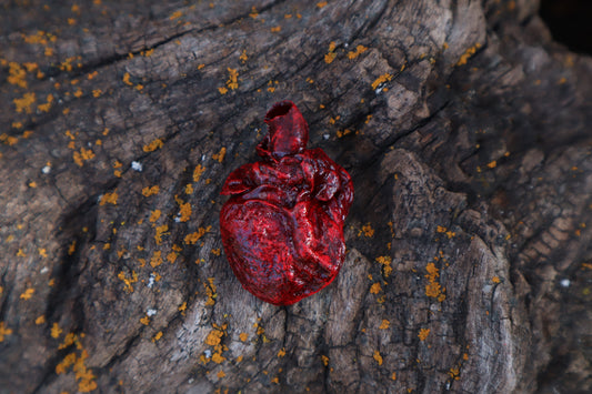 Dry Preserved Kitten Heart