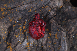 Dry Preserved Kitten Heart