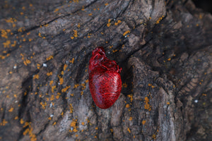 Dry Preserved Kitten Heart