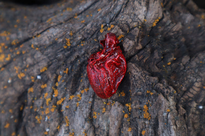 Dry Preserved Kitten Heart
