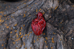 Dry Preserved Kitten Heart