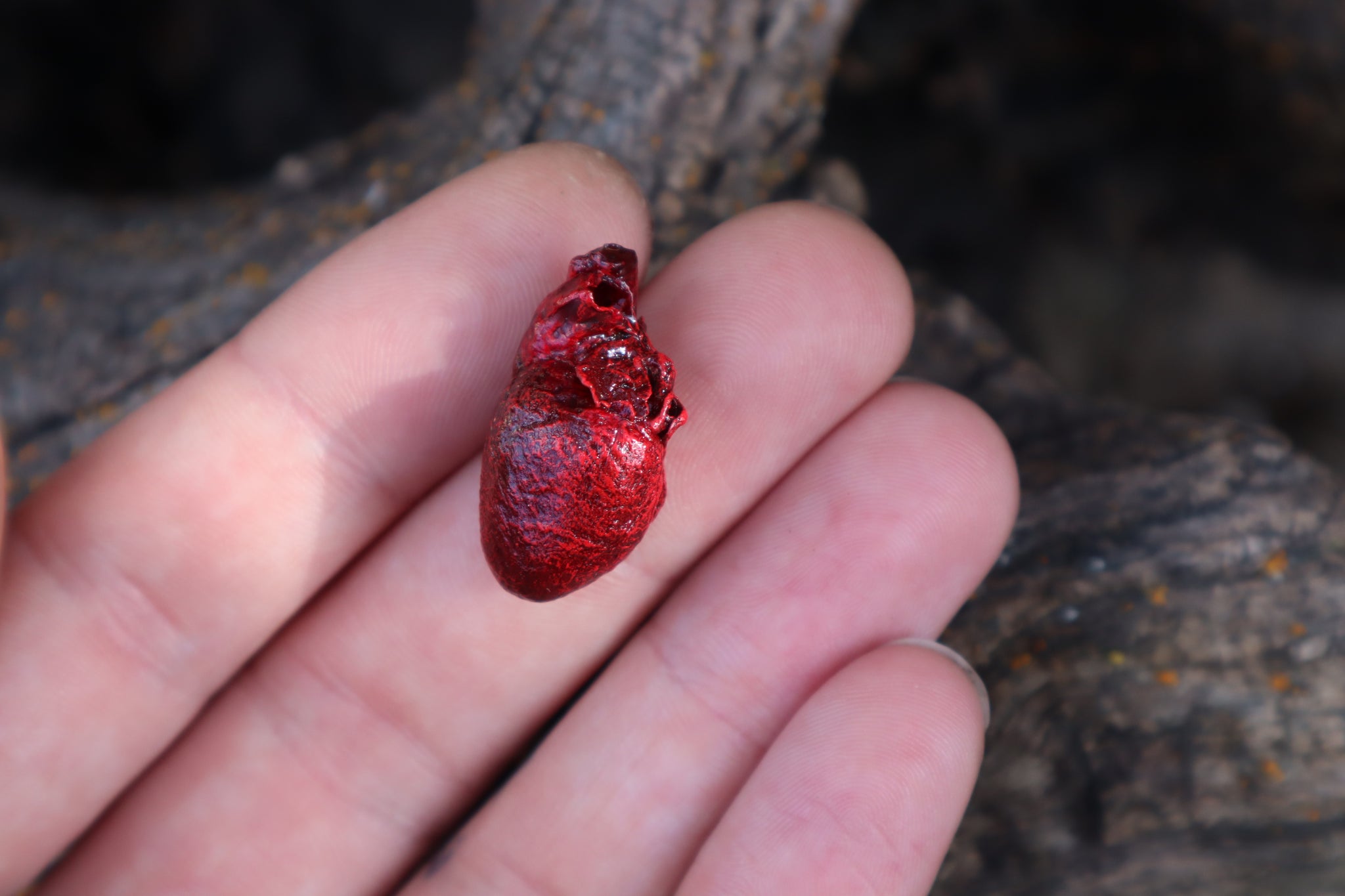 Dry Preserved Kitten Heart