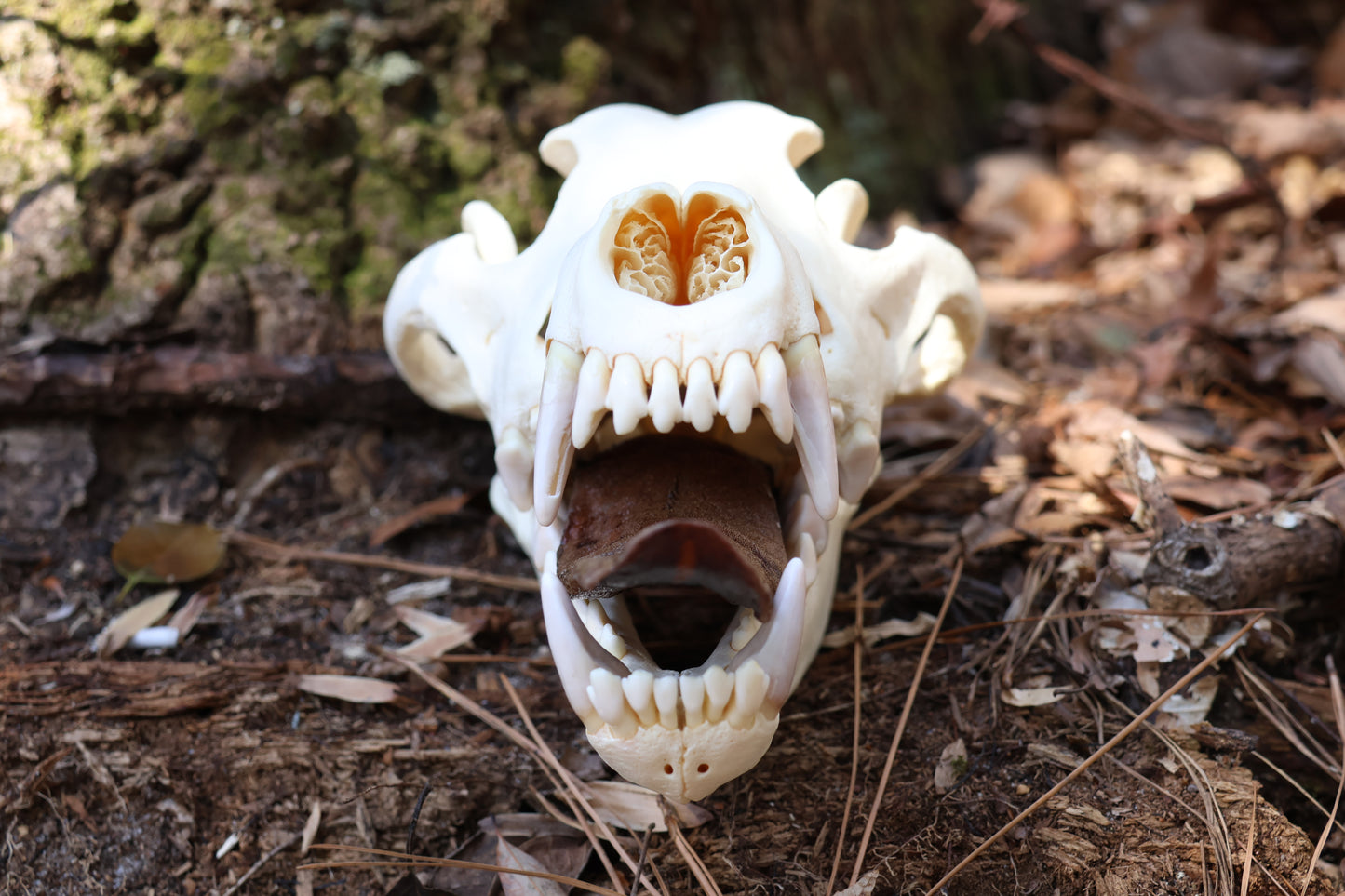Dry Preserved Wolf Tongue