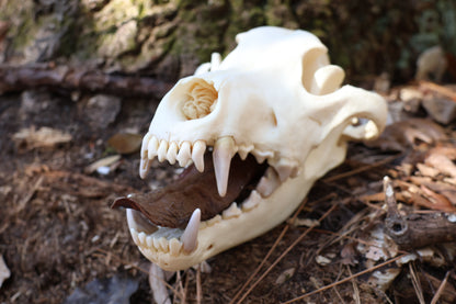 Dry Preserved Wolf Tongue