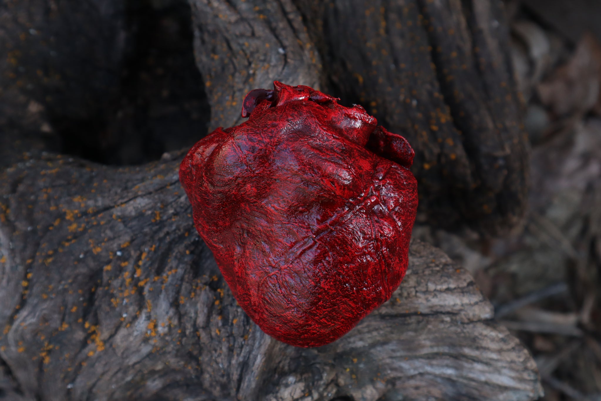 Dry Preserved Wolf Heart