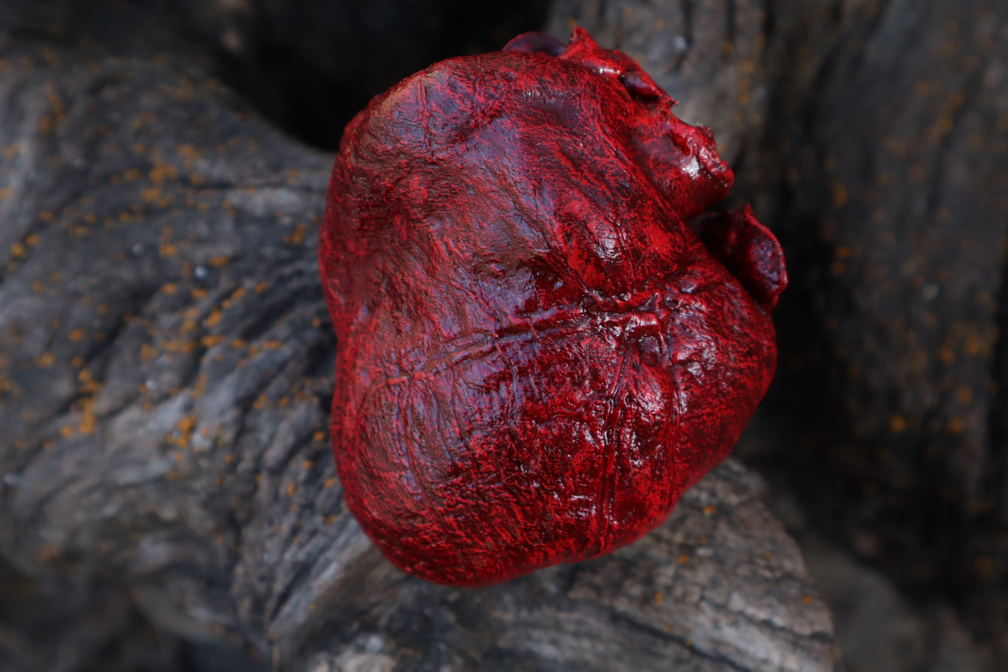 Dry Preserved Wolf Heart