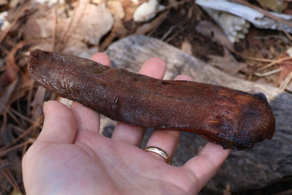 Dry Preserved Wolf Tongue