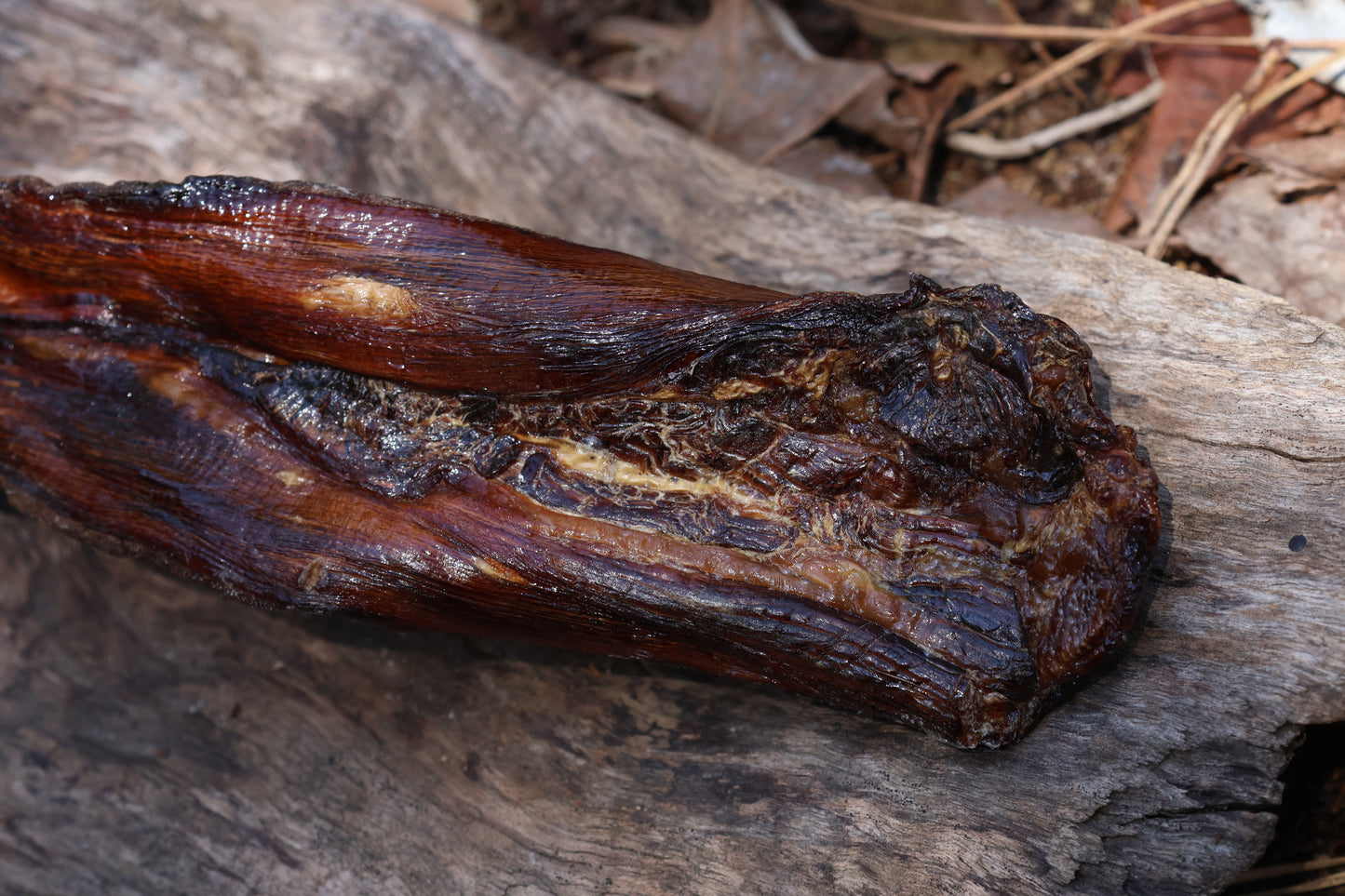 Dry Preserved Wolf Tongue
