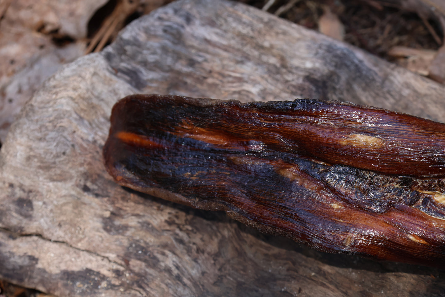 Dry Preserved Wolf Tongue