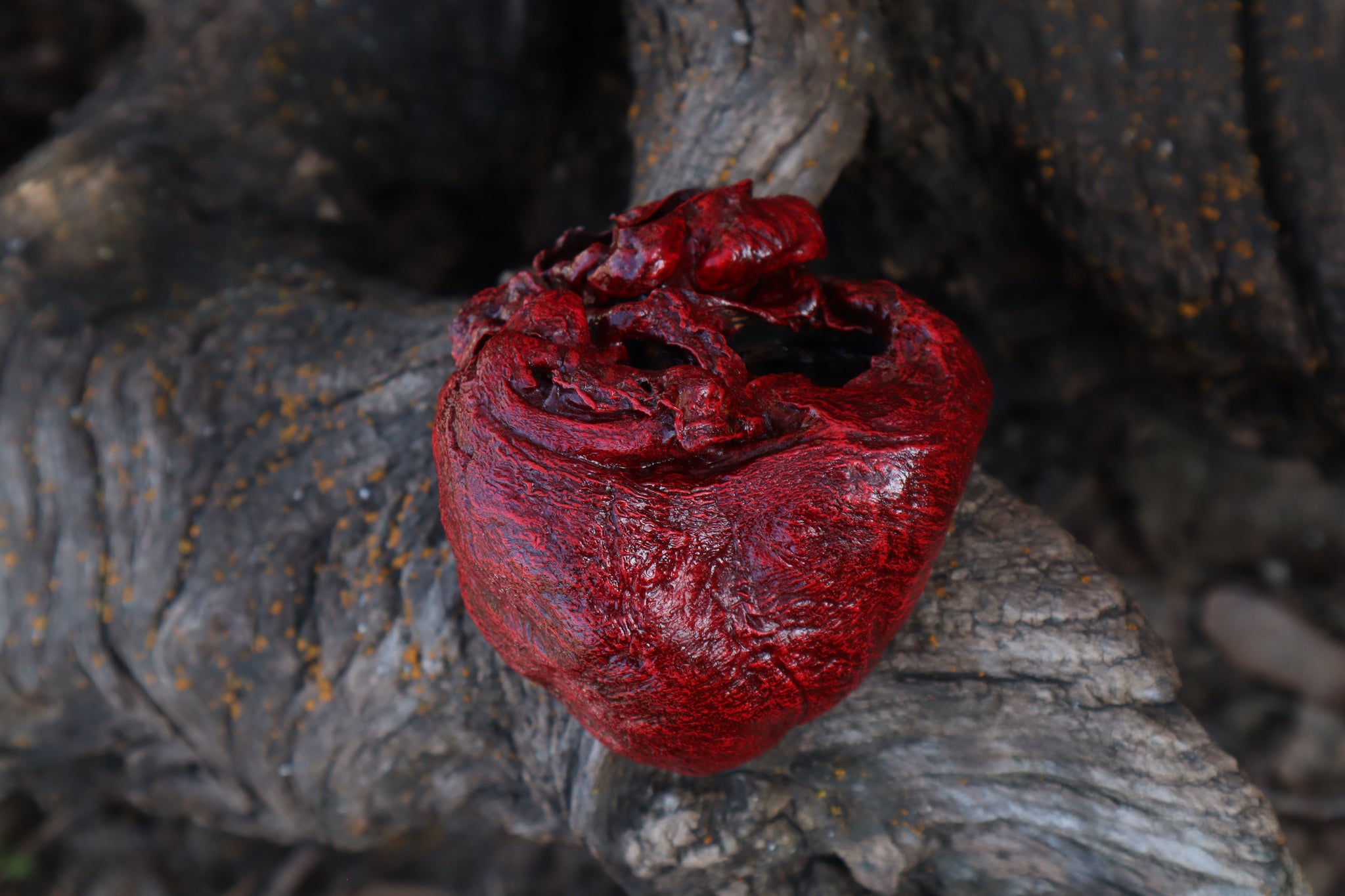 Dry Preserved Wolf Heart