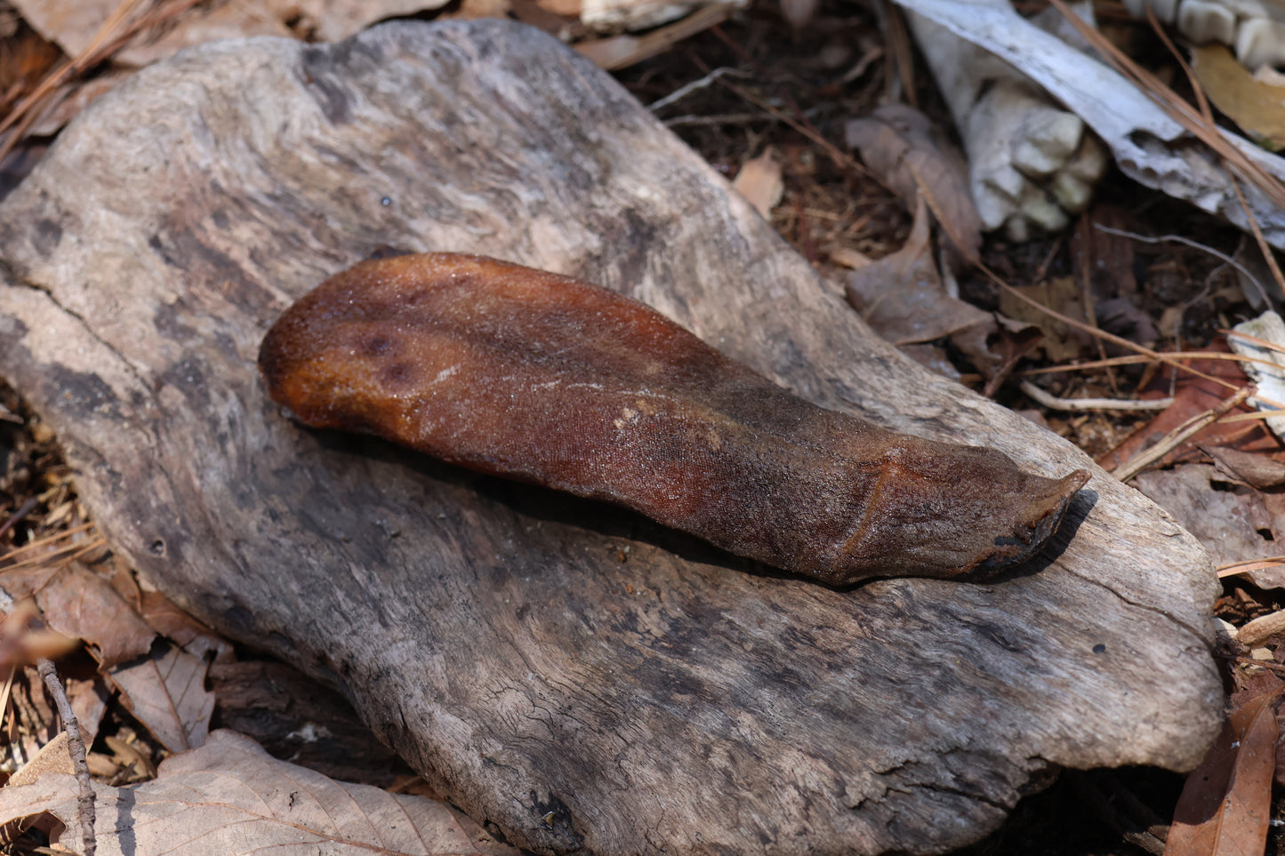Dry Preserved Wolf Tongue
