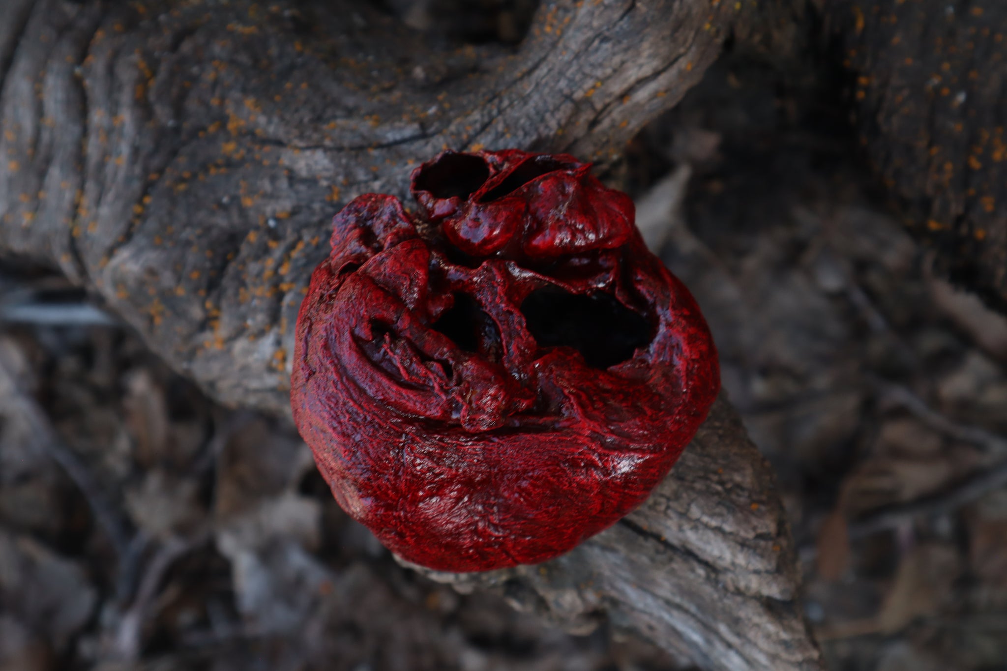 Dry Preserved Wolf Heart