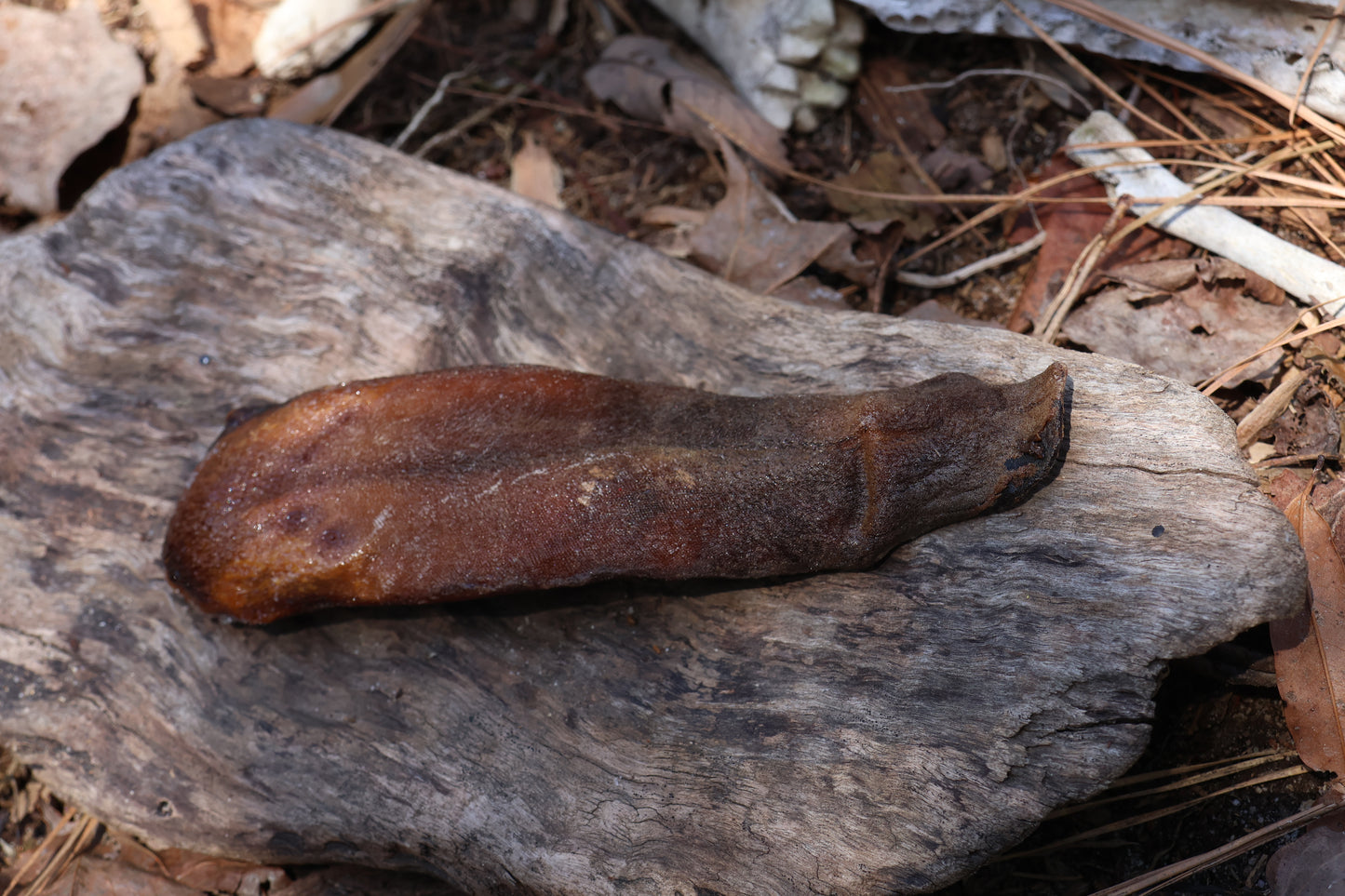 Dry Preserved Wolf Tongue