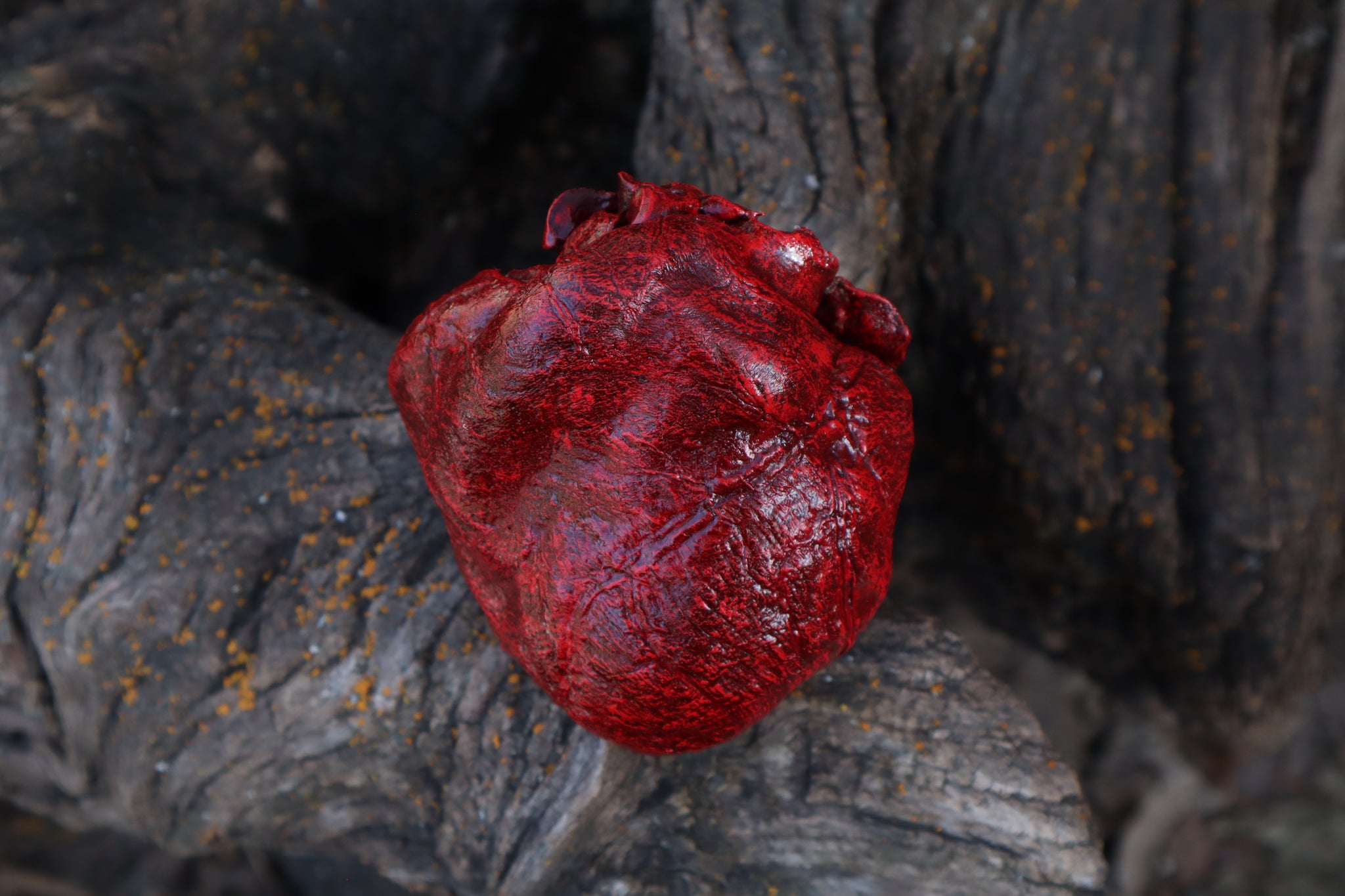 Dry Preserved Wolf Heart