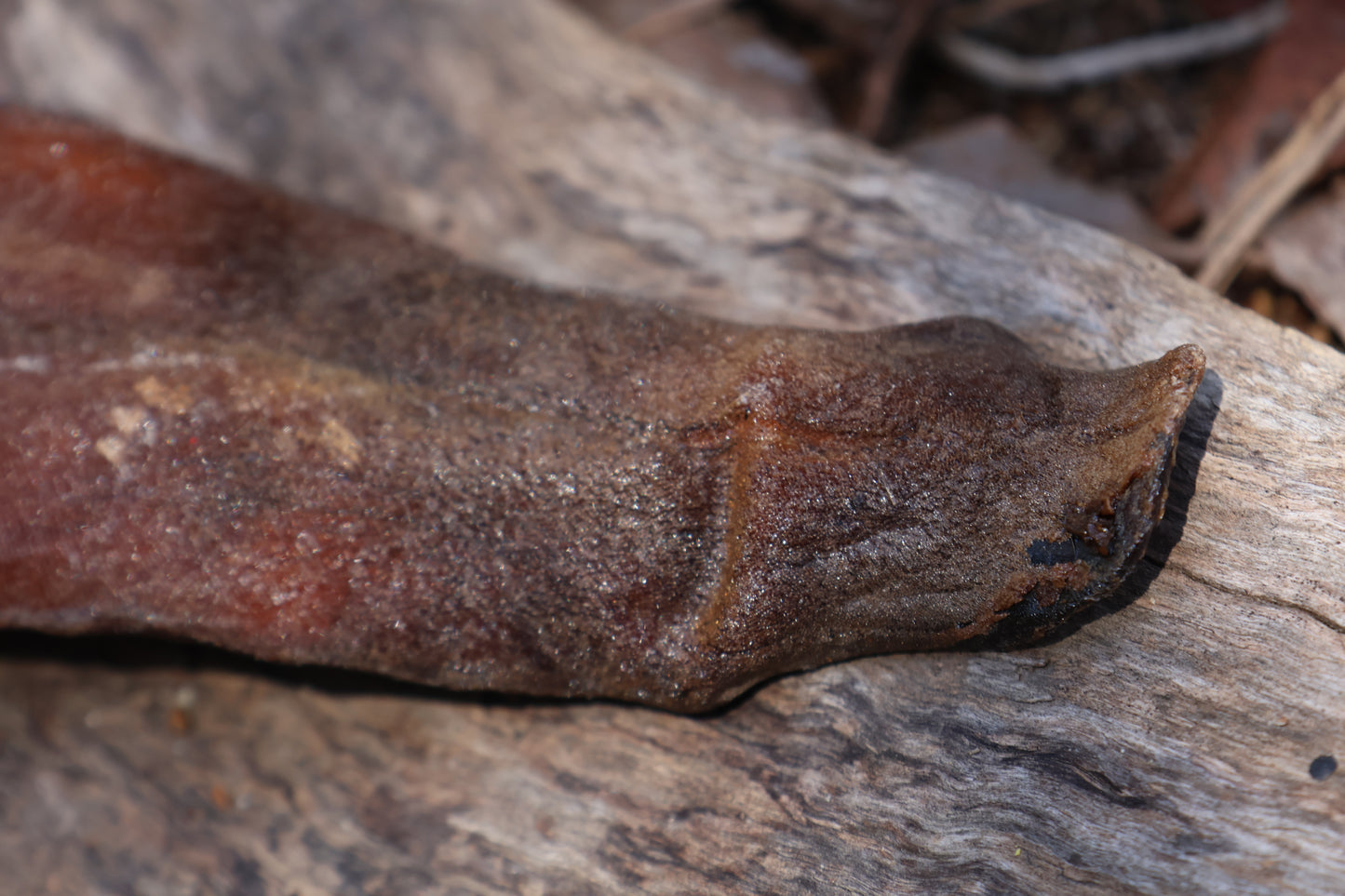 Dry Preserved Wolf Tongue