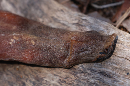 Dry Preserved Wolf Tongue