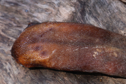 Dry Preserved Wolf Tongue