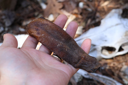 Dry Preserved Wolf Tongue