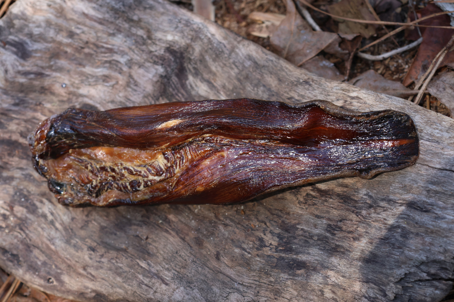 Dry Preserved Wolf Tongue