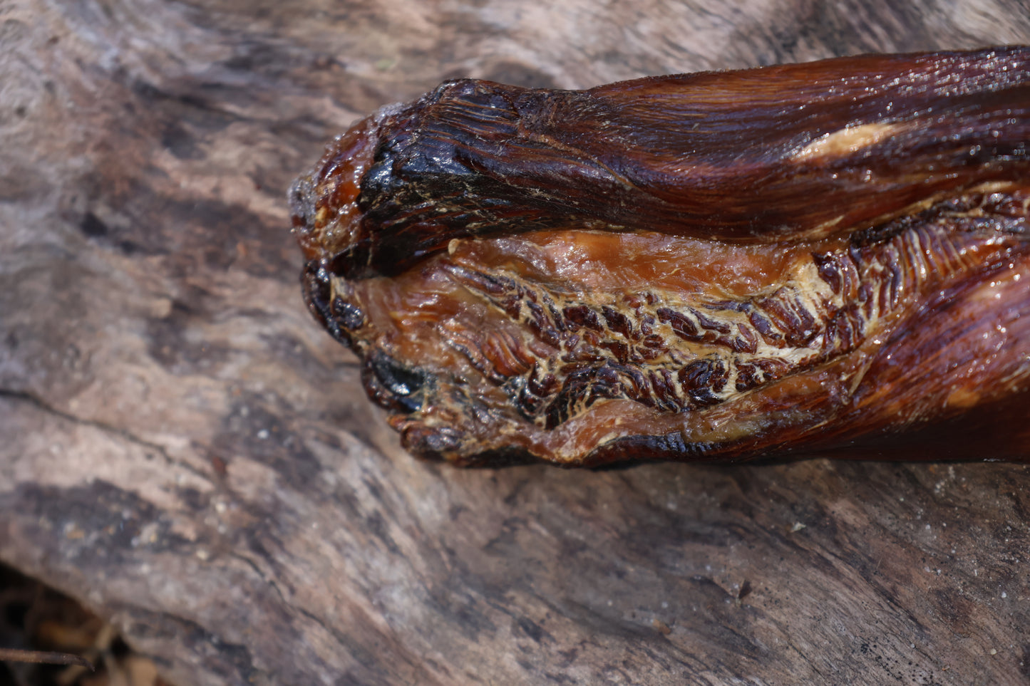 Dry Preserved Wolf Tongue