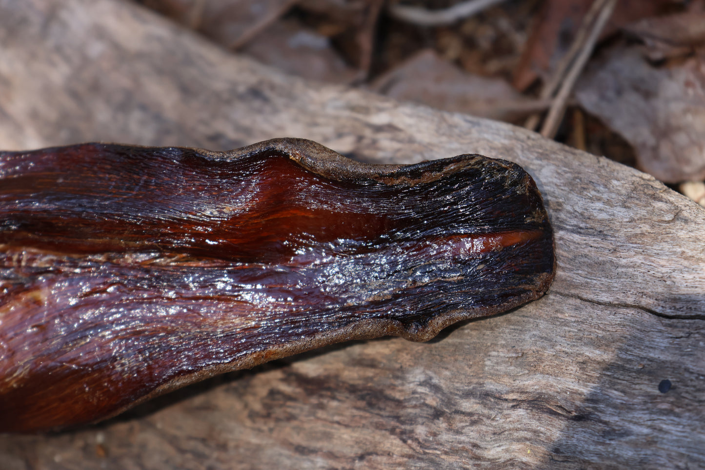 Dry Preserved Wolf Tongue