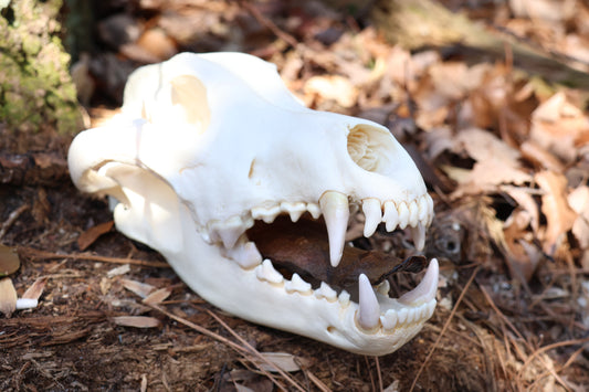 Dry Preserved Wolf Tongue