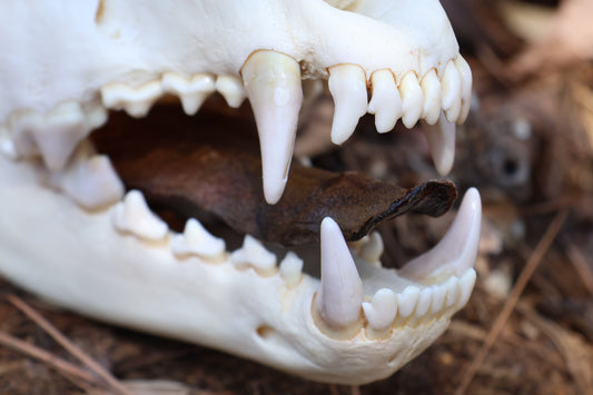 Dry Preserved Wolf Tongue